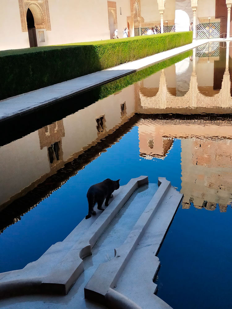 Gato en la Alhambra